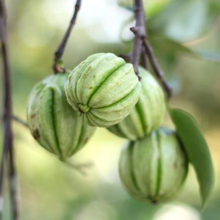 Natural active Garcinia